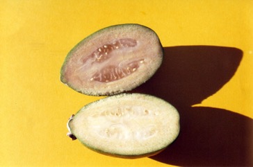 Pineapple guava, Feijoa