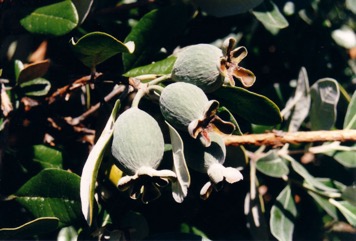Pineapple guava, Feijoa