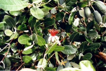 Pineapple guava, Feijoa
