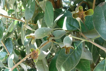 Pineapple guava, Feijoa