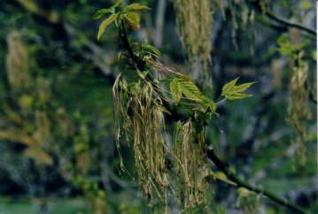 Box elder, Black Maple