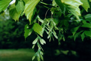 Box elder, Black Maple