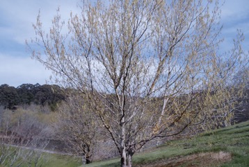 Box elder, Black Maple