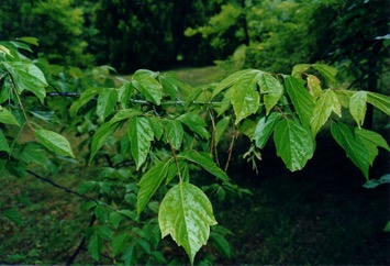 Box elder, Black Maple