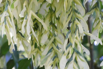 Box elder, Black Maple