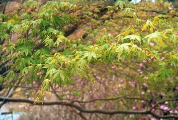 Japanese Maple