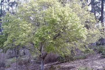 Japanese Maple
