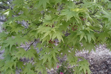 Japanese Maple