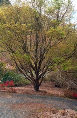 Japanese Maple
