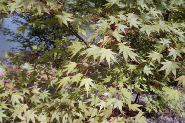Japanese Maple