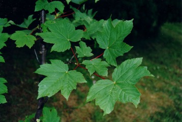 Plane-tree maple