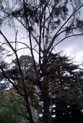 Plane-tree maple