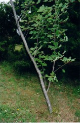Plane-tree maple