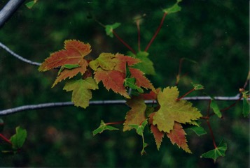 Red maple