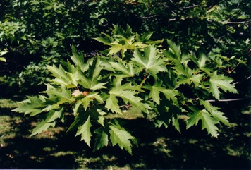 Silver maple