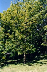 Silver maple