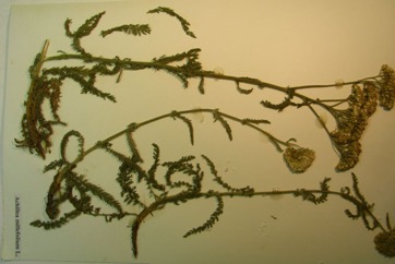 Yarrow, Angel Flower