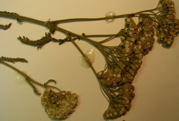 Yarrow, Angel Flower