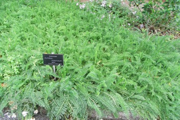 Yarrow, Angel Flower