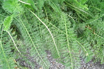 Yarrow, Angel Flower