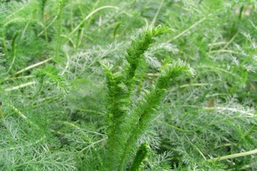 Yarrow, Angel Flower
