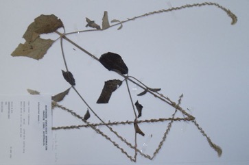 Chaff-flower, Rough chaff tree