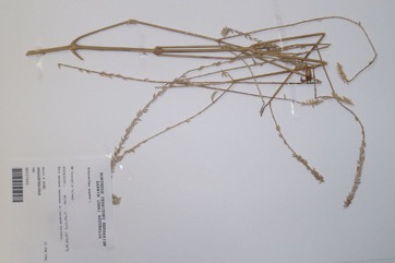 Chaff-flower, Rough chaff tree