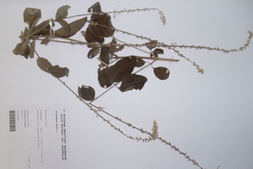 Chaff-flower, Rough chaff tree
