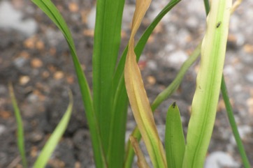 Calamus, Sweet flag