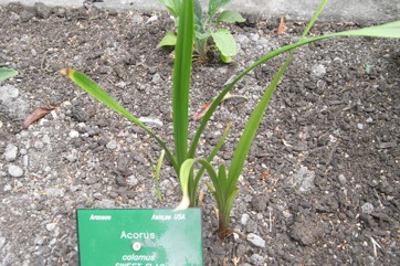 Calamus, Sweet flag