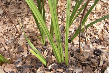 Calamus, Sweet flag