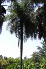 Gru-Gru Palm, Macaw palm