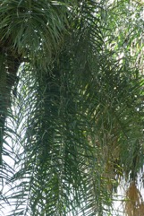 Gru-Gru Palm, Macaw palm