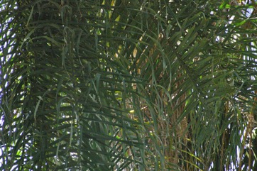 Gru-Gru Palm, Macaw palm
