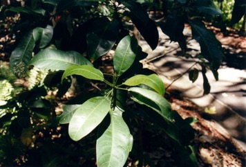 Lemon aspen