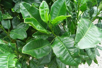 Lemon aspen