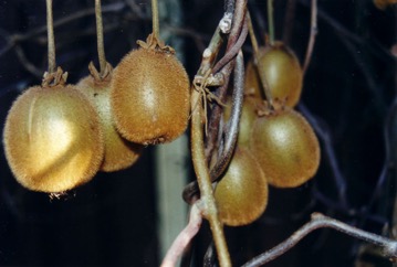 Chinese gooseberry, Kiwifruit