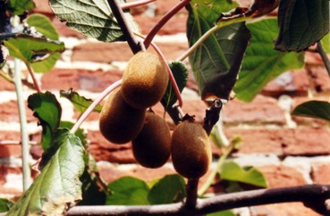 Chinese gooseberry, Kiwifruit