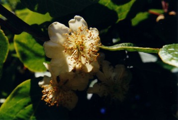 Chinese gooseberry, Kiwifruit