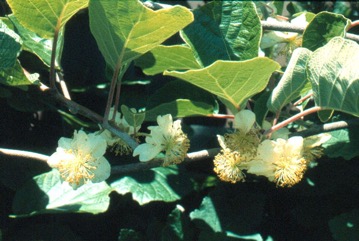 Chinese gooseberry, Kiwifruit
