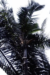 Calappa palm