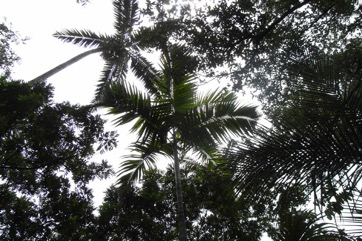 Calappa palm