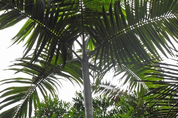 Calappa palm