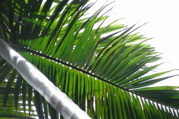 Calappa palm