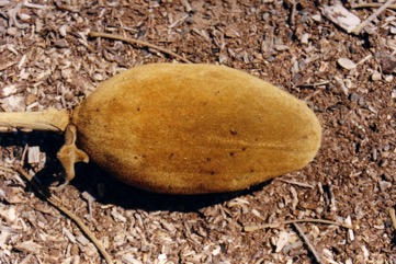 Boabab, Cream of tartar tree