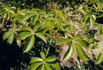 Boabab, Cream of tartar tree