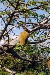 Boabab, Cream of tartar tree