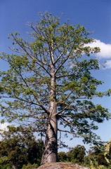 Boabab, Cream of tartar tree
