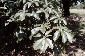 Boabab, Cream of tartar tree