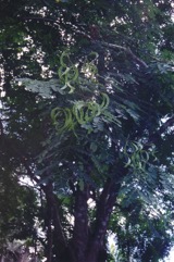 Barbados pride, Coral Pea, Bead Tree